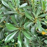 Pittosporum tobiraLeaf