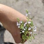 Veronica anagallis-aquaticaBlomst