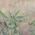 Indigofera oblongifolia Blatt