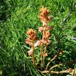 Orobanche teucrii Flower