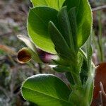 Vicia johannis Blatt