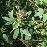 Cleomella serrulata Flower