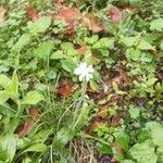 Silene noctiflora Virág