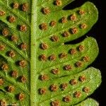 Thelypteris parasitica Leaf