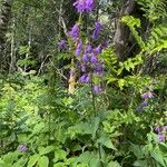 Campanula rapunculoides Hábito