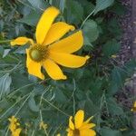 Rudbeckia laciniataŽiedas