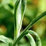 Centaurea triumfettii Leaf