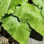 Phlomoides tuberosa Yaprak