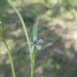 Silene gallica Blüte