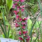 Pontechium maculatum Flower