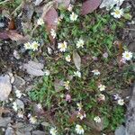 Bellium bellidioides Flower