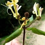 Lonicera periclymenum برگ