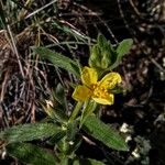 Helianthemum ledifolium Цвят