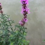 Lythrum salicaria পাতা