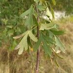 Crataegus azarolusFolha