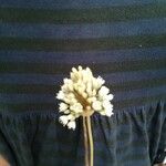 Allium pallens Lorea