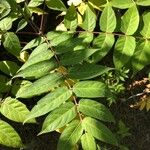 Ailanthus altissima ഇല