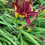 Hemerocallis minor Floare