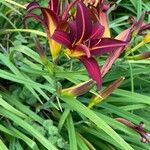 Hemerocallis minor Flor