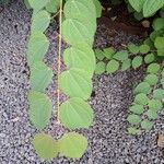 Cercidiphyllum japonicum Lapas