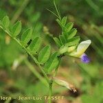 Vicia laeta 花