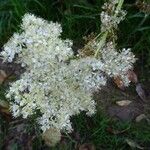 Filipendula ulmariaCvet