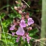 Teucrium chamaedrys Žiedas