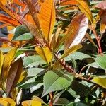 Photinia fraseri 葉