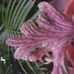 Cereus spegazzinii Leaf