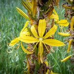 Asphodeline lutea 花