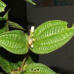 Miconia crenata Flower