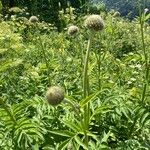 Cephalaria alpina Flor