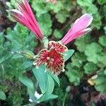Alstroemeria pulchella Цветок