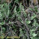 Cosentinia vellea Libunga