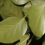 Fridericia chica Hoja