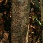 Inga huberi Bark