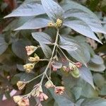 Nyctanthes arbor-tristis Fiore