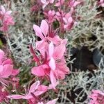 Gaura lindheimeriFlower