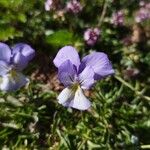 Viola eugeniae Fleur