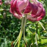 Lilium speciosum Çiçek