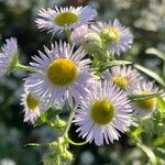 Erigeron annuusCvet