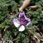Erodium glandulosum Квітка