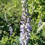 Lupinus polyphyllus花