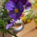 Viola tricolorFleur