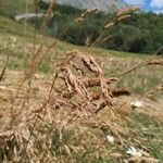 Bromus secalinus Flors