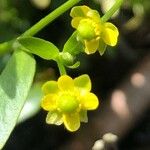 Ranunculus sceleratus Floare