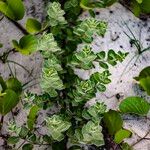 Vitex trifolia Blatt