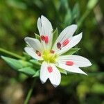 Stellaria longipes 花