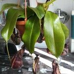 Nepenthes spp. موطن