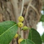 Ficus benghalensis Fruto